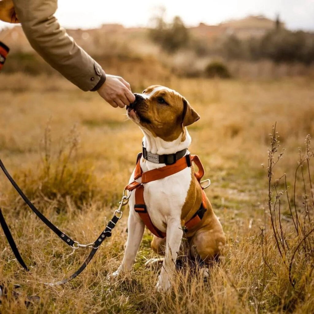 Perro en una clase de adiestramiento y educación canina Barcelona