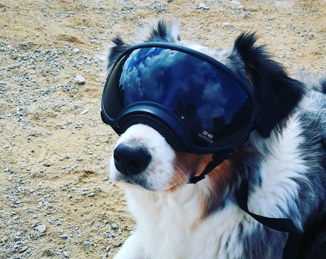 Otros servicios de adiestramiento canino - K9 Barcelona Kaly