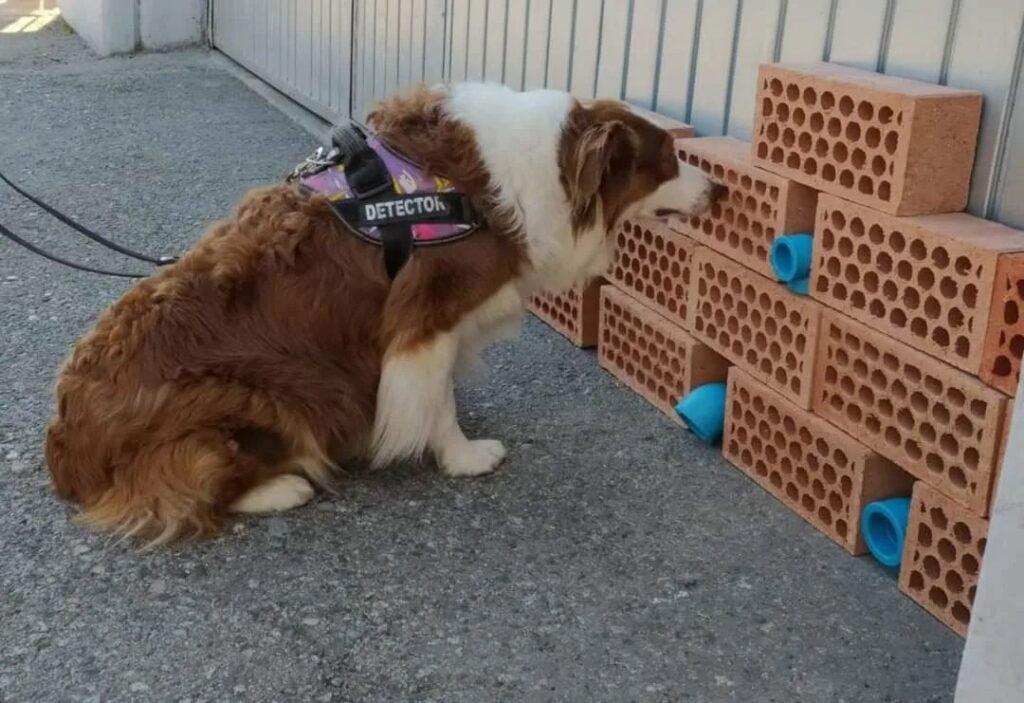 Perros detectores Barcelona - Curso de detección canina