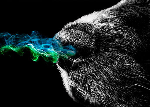 Que olores pueden detectar los perros