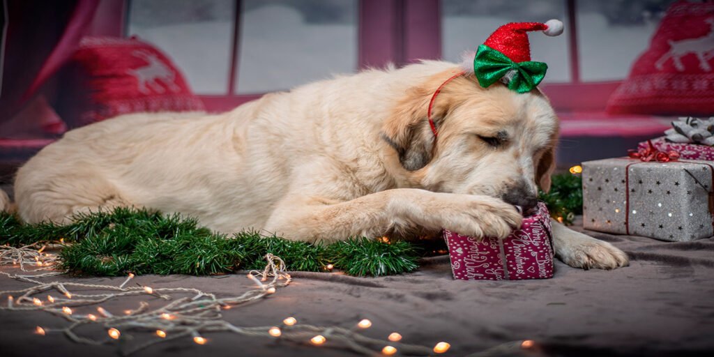 Perros y navidad