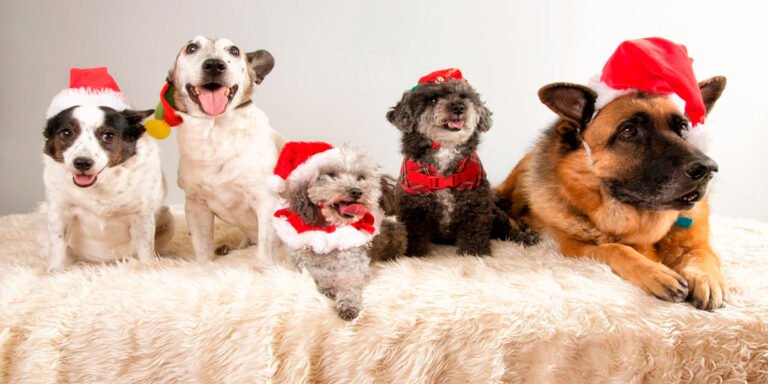 Perros y navidad