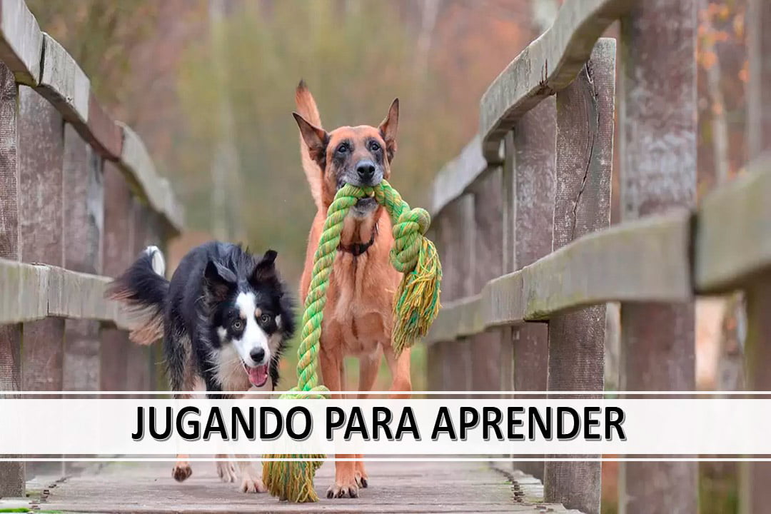 Imagen representativa del video