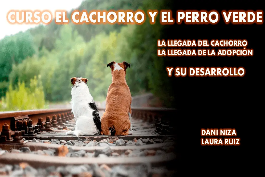 Curso para Cachorros y Perros Adoptados