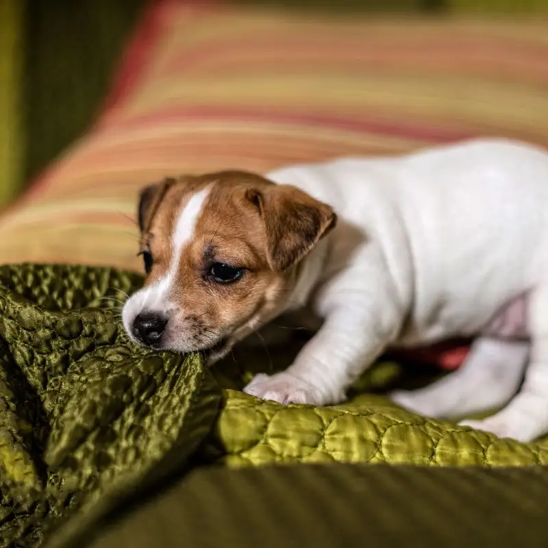 curso y formacion canina para cachorros