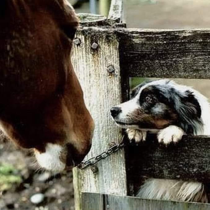 Adiestramiento De Perros Detectores