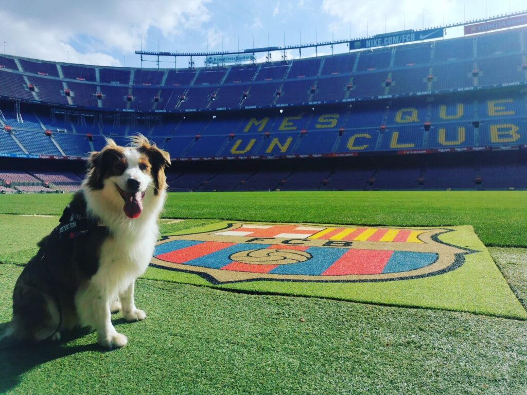 Curso Cachorros