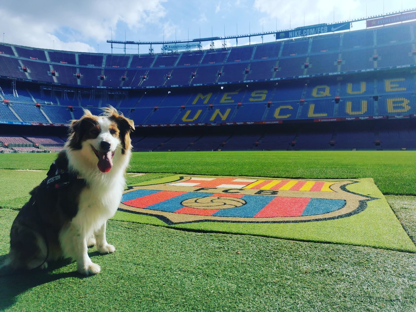Curso Cachorros