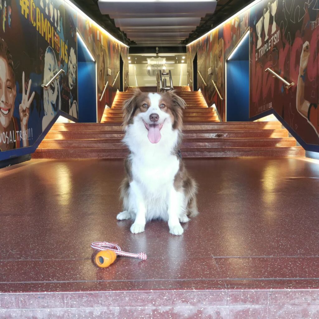 Paseo Perfecto