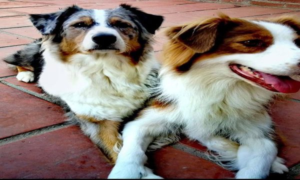 raza de perro pastor australiano