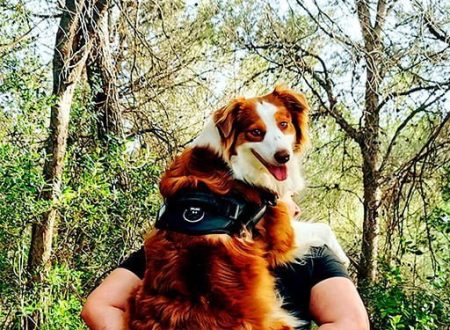 Qué es la educación canina en positivo