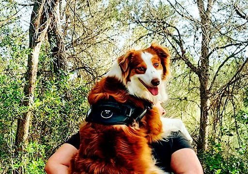 Qué es la educación canina en positivo