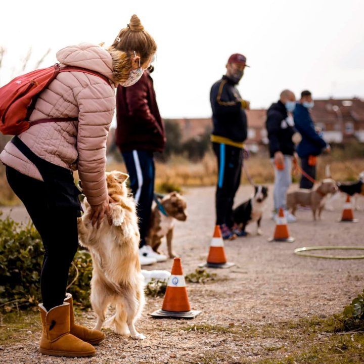 Clase de adiestramiento y educación canina Barcelona, entorno urbano con varias personas y sus perros