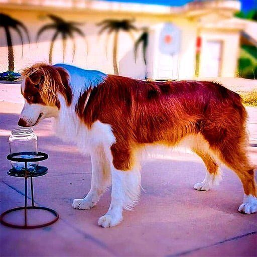 Que olores pueden detectar los perros