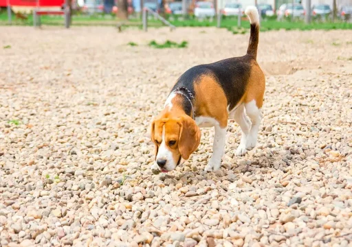 Cómo la genética afecta el comportamiento de los perros