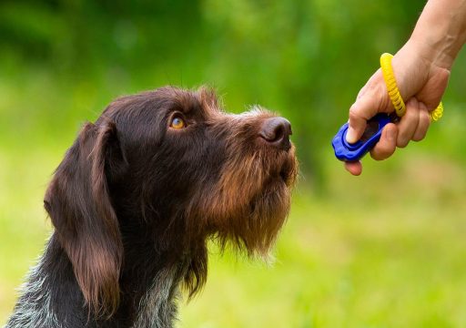 El Análisis de la Conducta en Perros