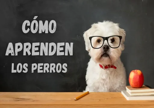 Cómo aprenden los perros