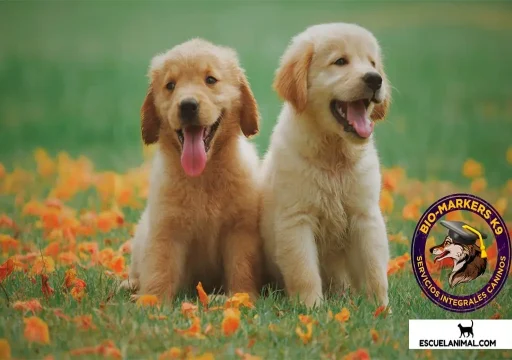 2 cachorros sobre hierba y flores