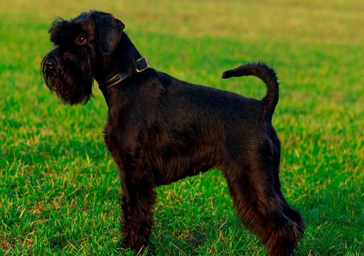 Raza de Perro Schnauzer