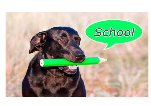 Qué es la metacognición