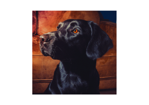 Raza de perro El Springador