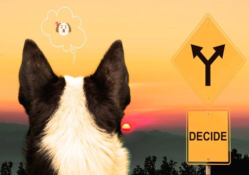 Cómo deciden los perros