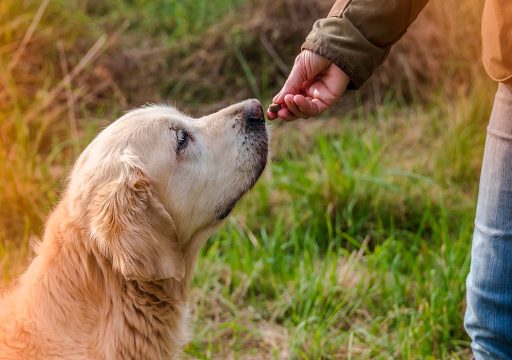 La Curva de Extinción Operante en Perros
