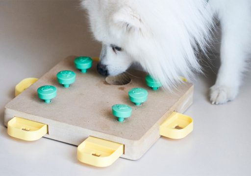 Cómo deciden los perros