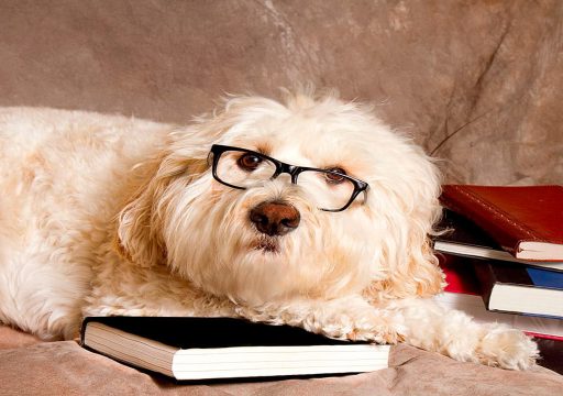 Qué es la metacognición