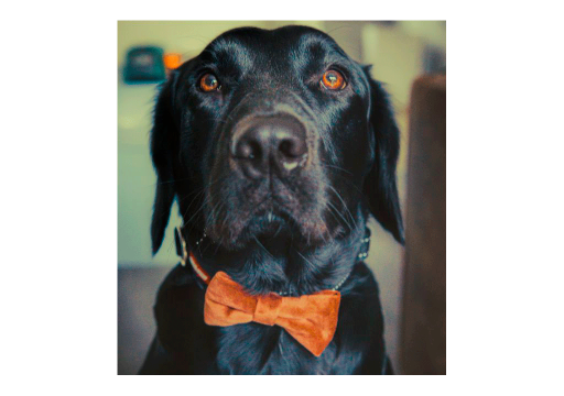 Raza de perro El Springador