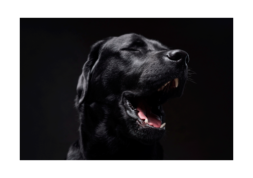 Raza de perro El Springador