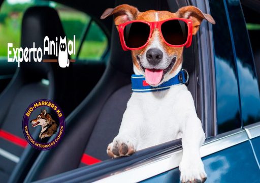 Mejores Escuelas de Adiestramiento Canino de Barcelona segun Experto Animal - Biomarkers k9