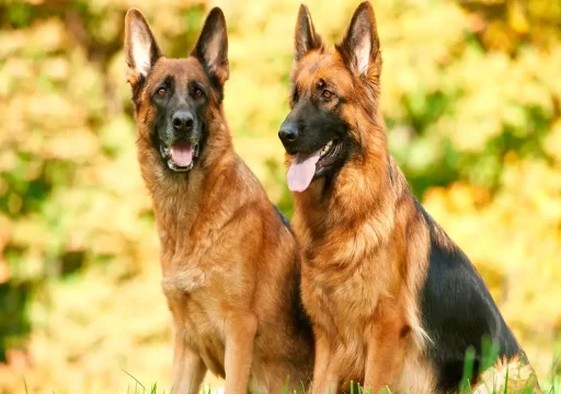 Cómo la genética afecta el comportamiento de los perros