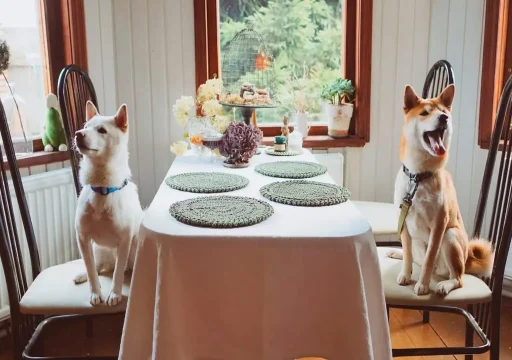 Cómo aprenden los perros