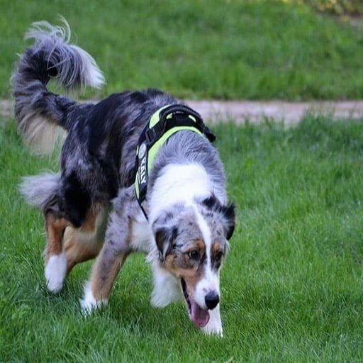 Perros detectores Barcelona - Curso de detección canina