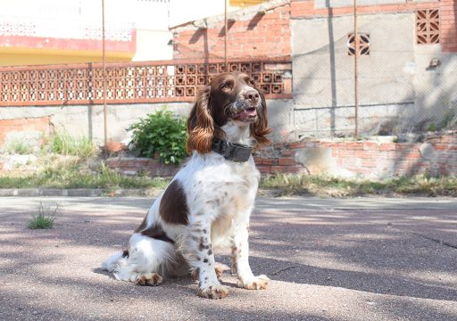 Nueva Integrante en la División Canina de meteoritos