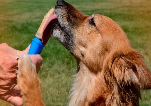 Perro-comiendo-helado-casero