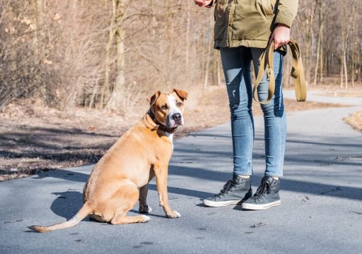 como afecta el entorno al comportamiento del perro