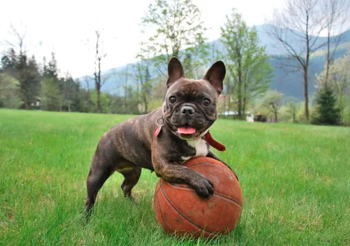 Comportamiento canino