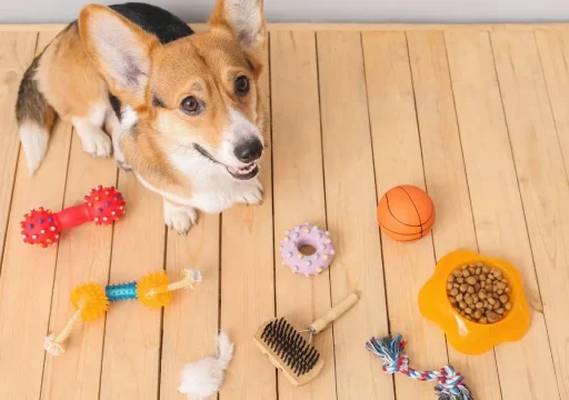 Cómo ayudar a tu perro a tomar mejores decisiones