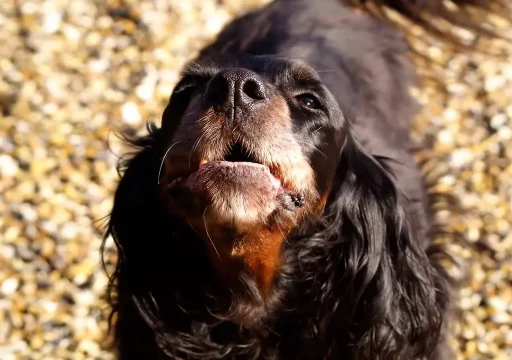 Cómo aprenden los perros