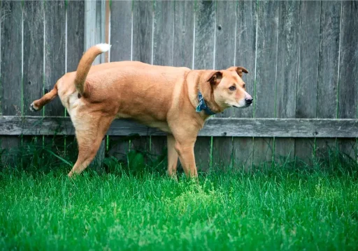 Comportamiento canino