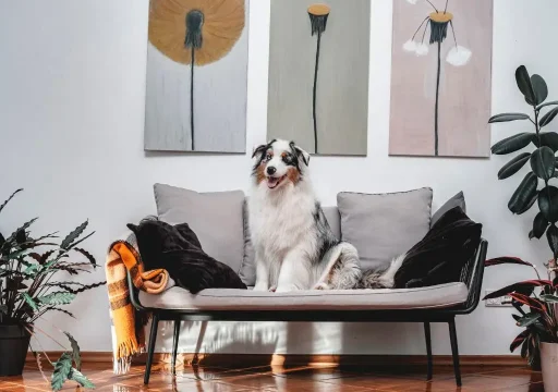 Cognición Canina: Cómo piensa tu perro