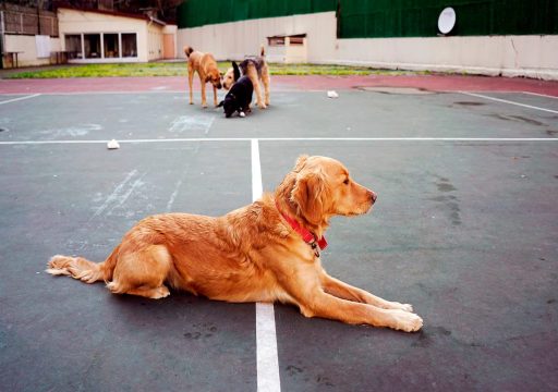 como afecta el entorno al comportamiento del perro