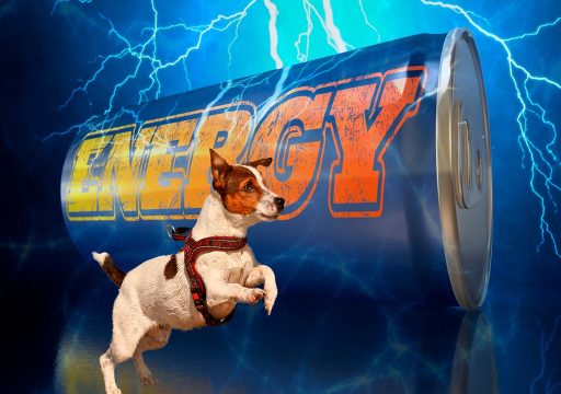 ¿Qué son los Zoomies en Perros?