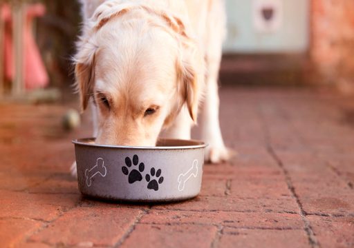 Análisis Científico en la Curva de Extinción Operante en Perros