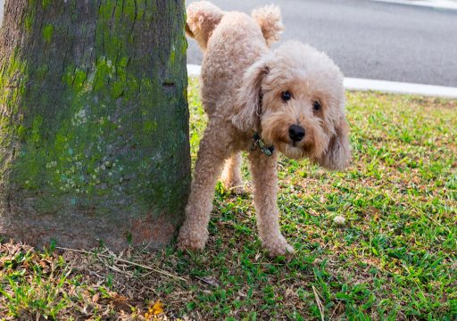Cómo Mejorar la Vida de tu Perro