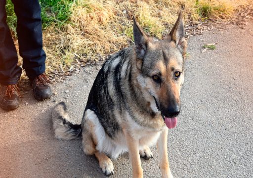 Análisis Científico en la Curva de Extinción Operante en Perros