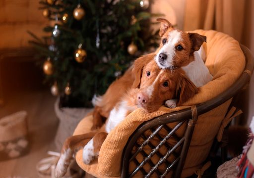 Dominancia en Perros