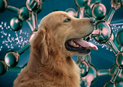 Cómo la genética afecta el comportamiento de los perros